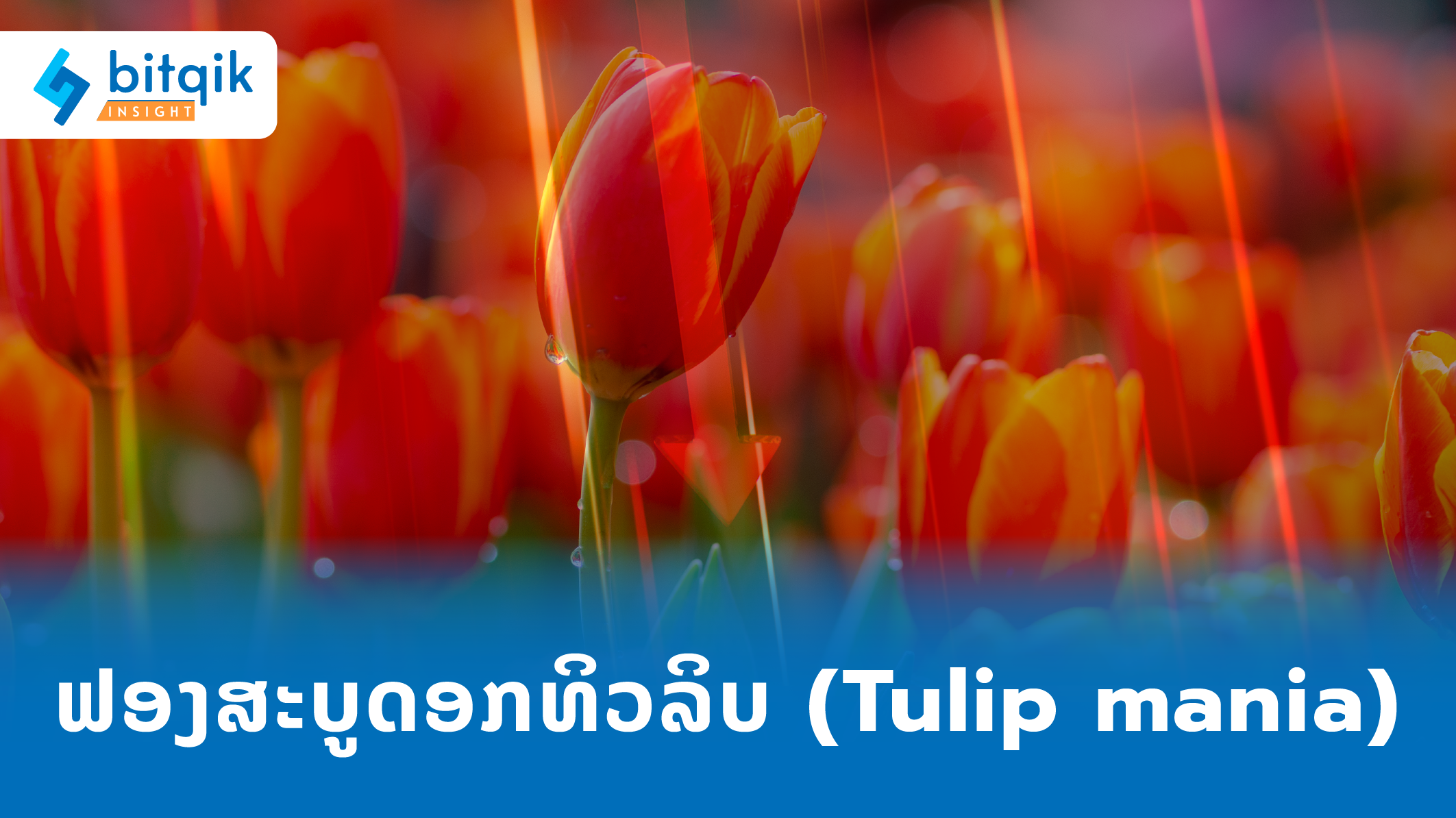 ARTICLE tulip-01